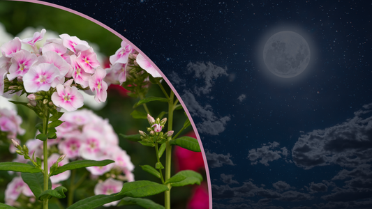 Embrace the Gentle Power of the Pink Moon