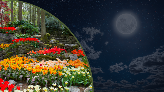 Embrace the Radiant Energy of the Flower Moon