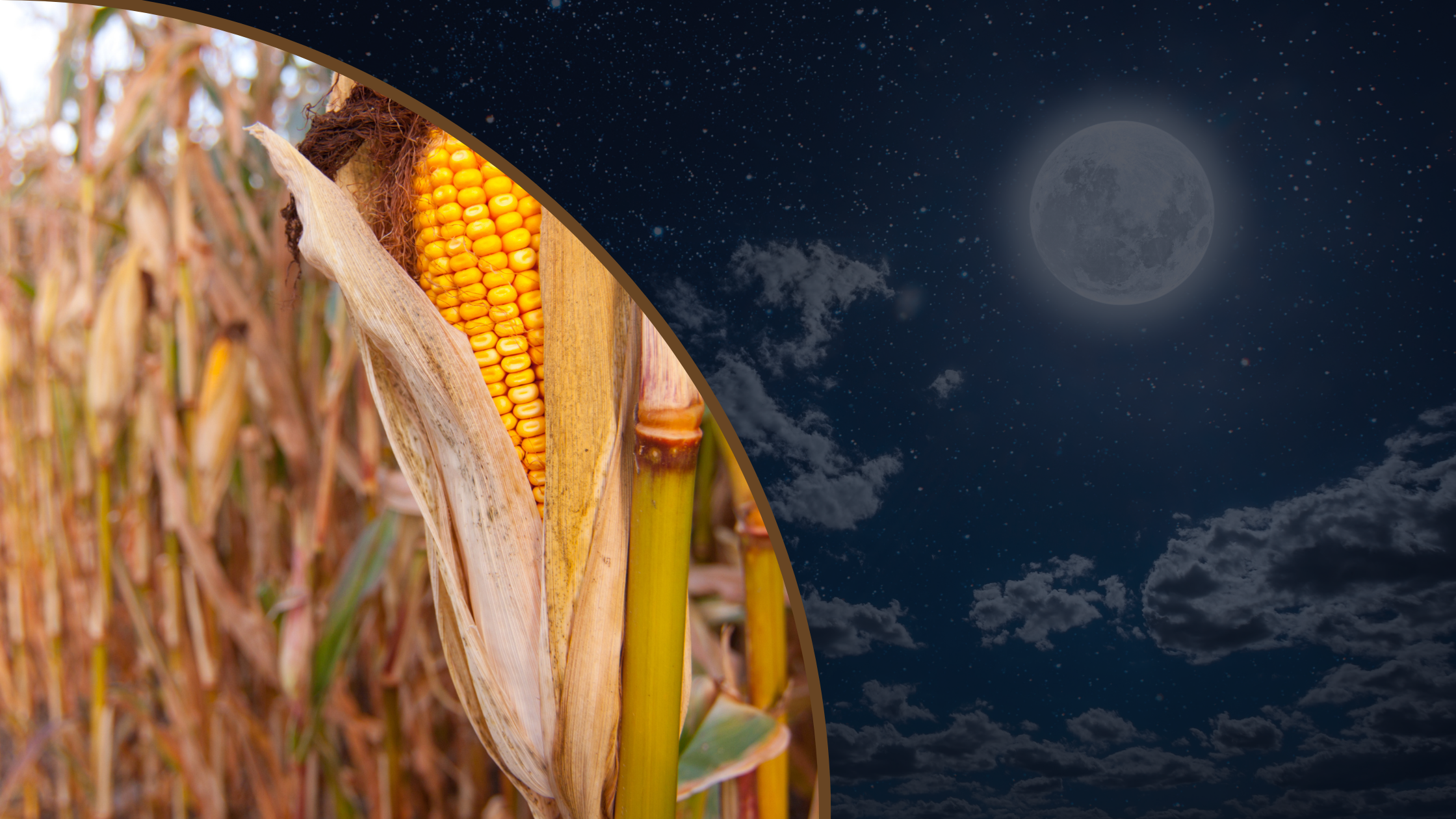 Embrace the Bounty of the Harvest Moon