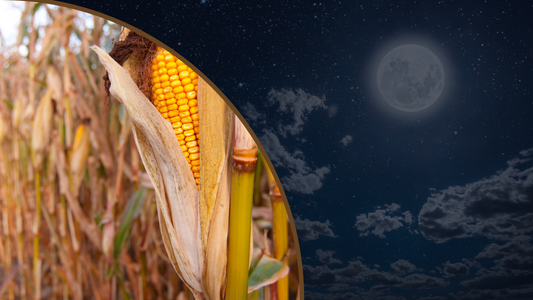 Embrace the Bounty of the Harvest Moon