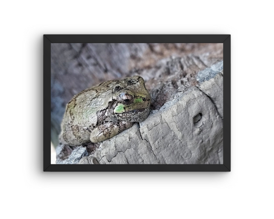 Frog Days of Summer Art Print
