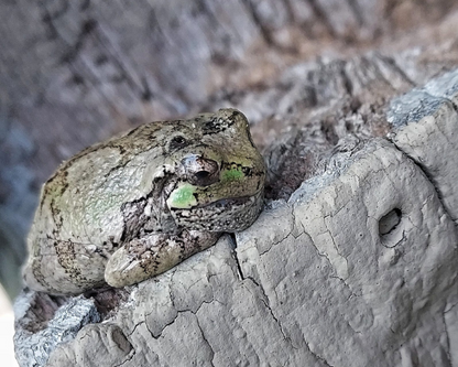 Frog Days of Summer Art Print