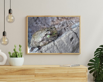 Frog Days of Summer Art Print