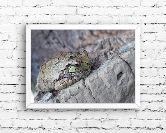 Frog Days of Summer Art Print