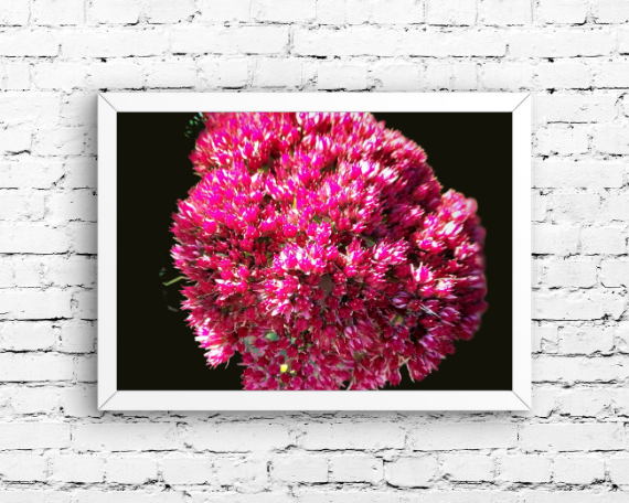 Pink Sugar Art Print